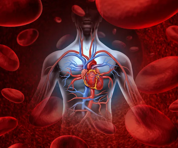 depositphotos_10351537-stock-photo-human-heart-blood-system.jpg